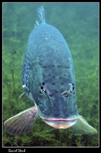 King pike in his pond :-D this female pike was "pregnant" by Daniel Strub 